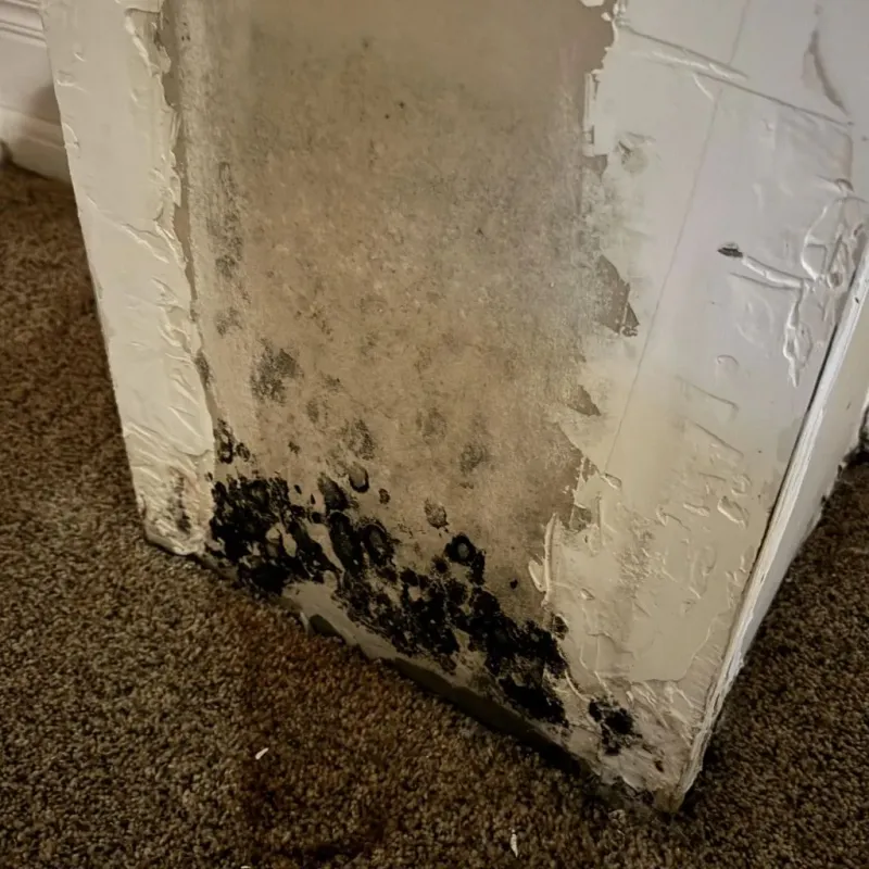 Professional Mold Removal in Quinebaug, CT